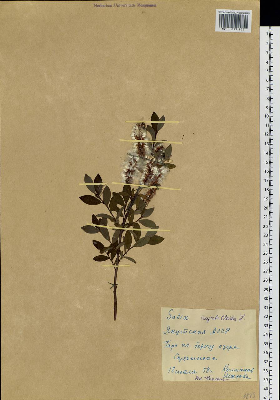 Salix myrtilloides L., Siberia, Yakutia (S5) (Russia)