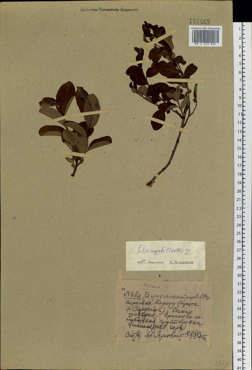 Salix myrtilloides L., Siberia, Yakutia (S5) (Russia)
