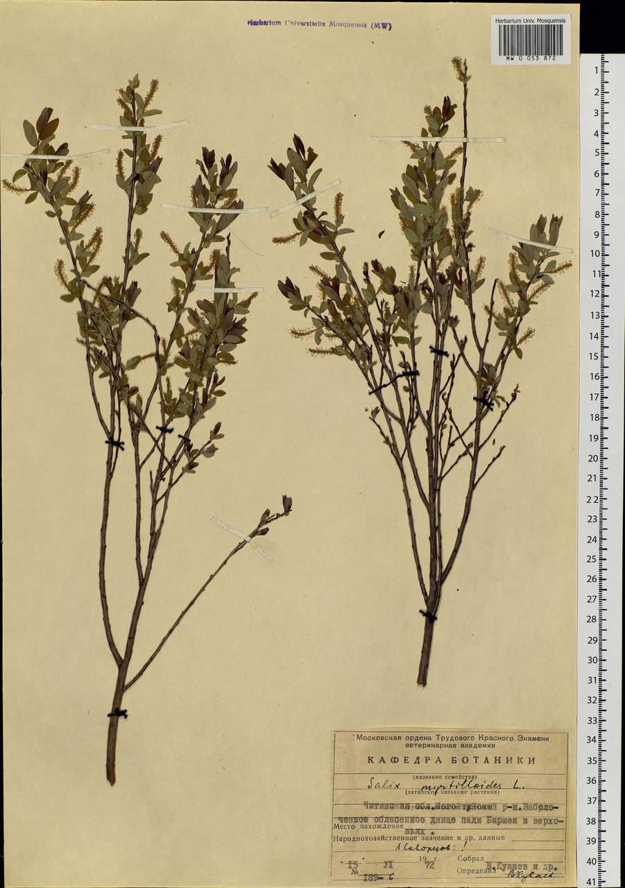 Salix myrtilloides, Siberia, Baikal & Transbaikal region (S4) (Russia)