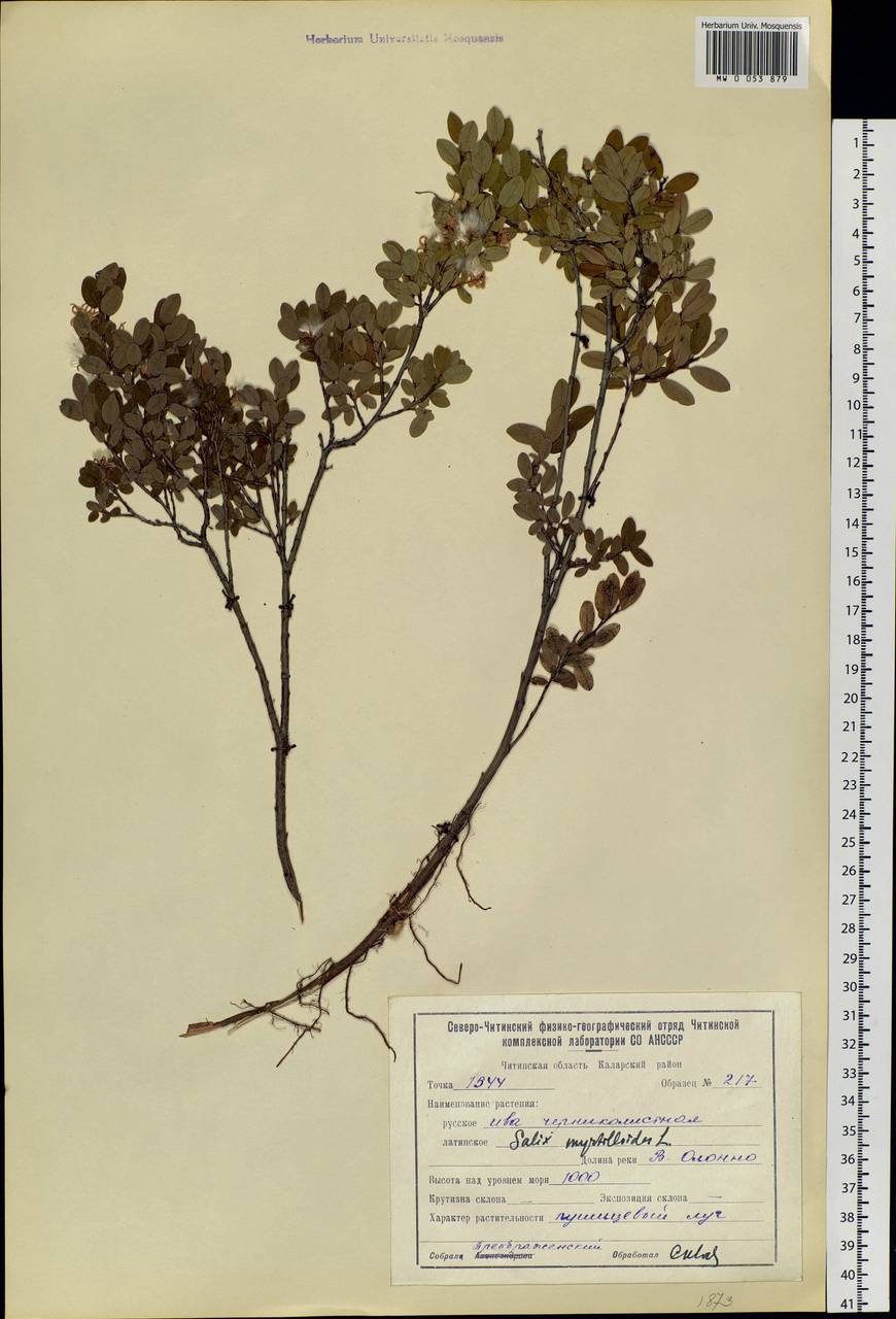 Salix myrtilloides, Siberia, Baikal & Transbaikal region (S4) (Russia)