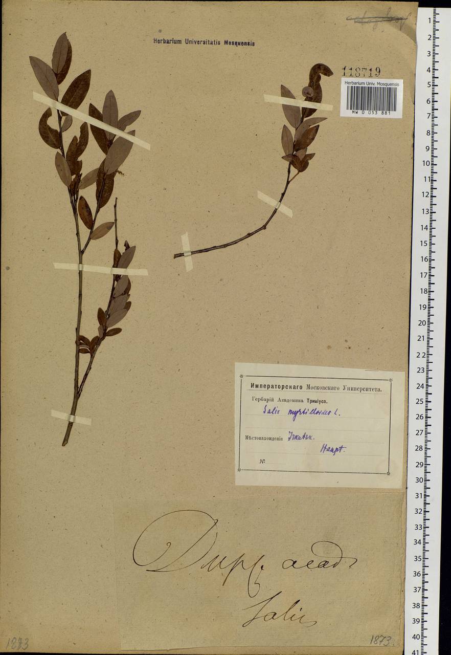 Salix myrtilloides L., Siberia, Baikal & Transbaikal region (S4) (Russia)
