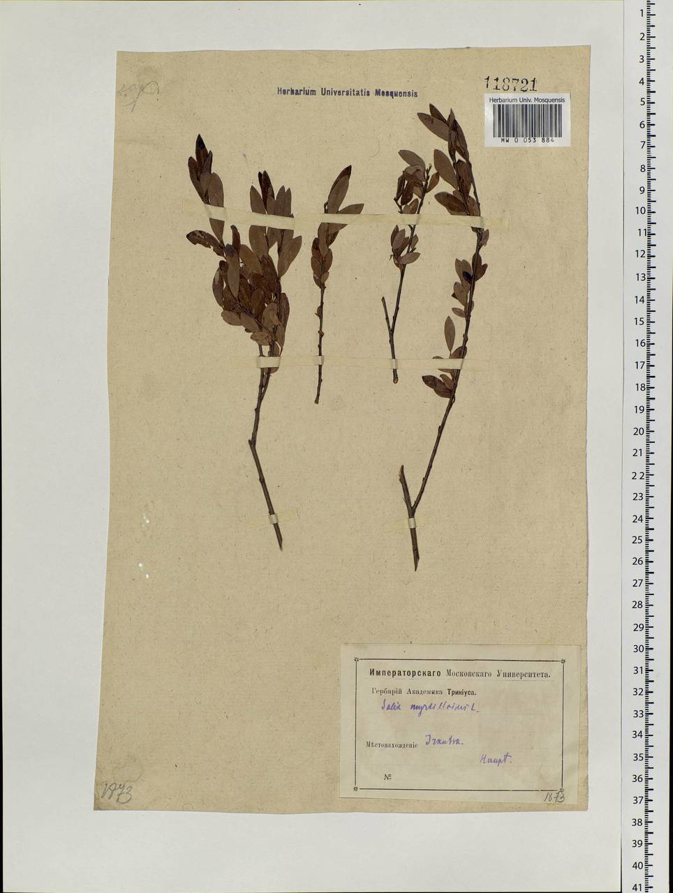 Salix myrtilloides L., Siberia, Baikal & Transbaikal region (S4) (Russia)