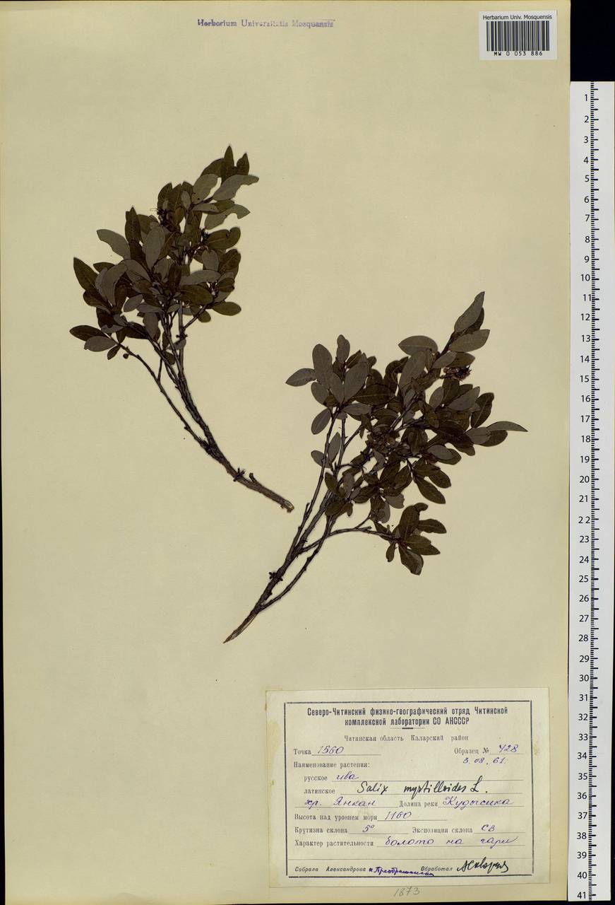 Salix myrtilloides, Siberia, Baikal & Transbaikal region (S4) (Russia)