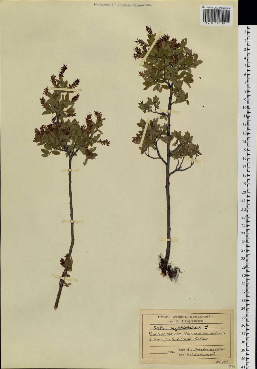 Salix myrtilloides L., Siberia, Baikal & Transbaikal region (S4) (Russia)