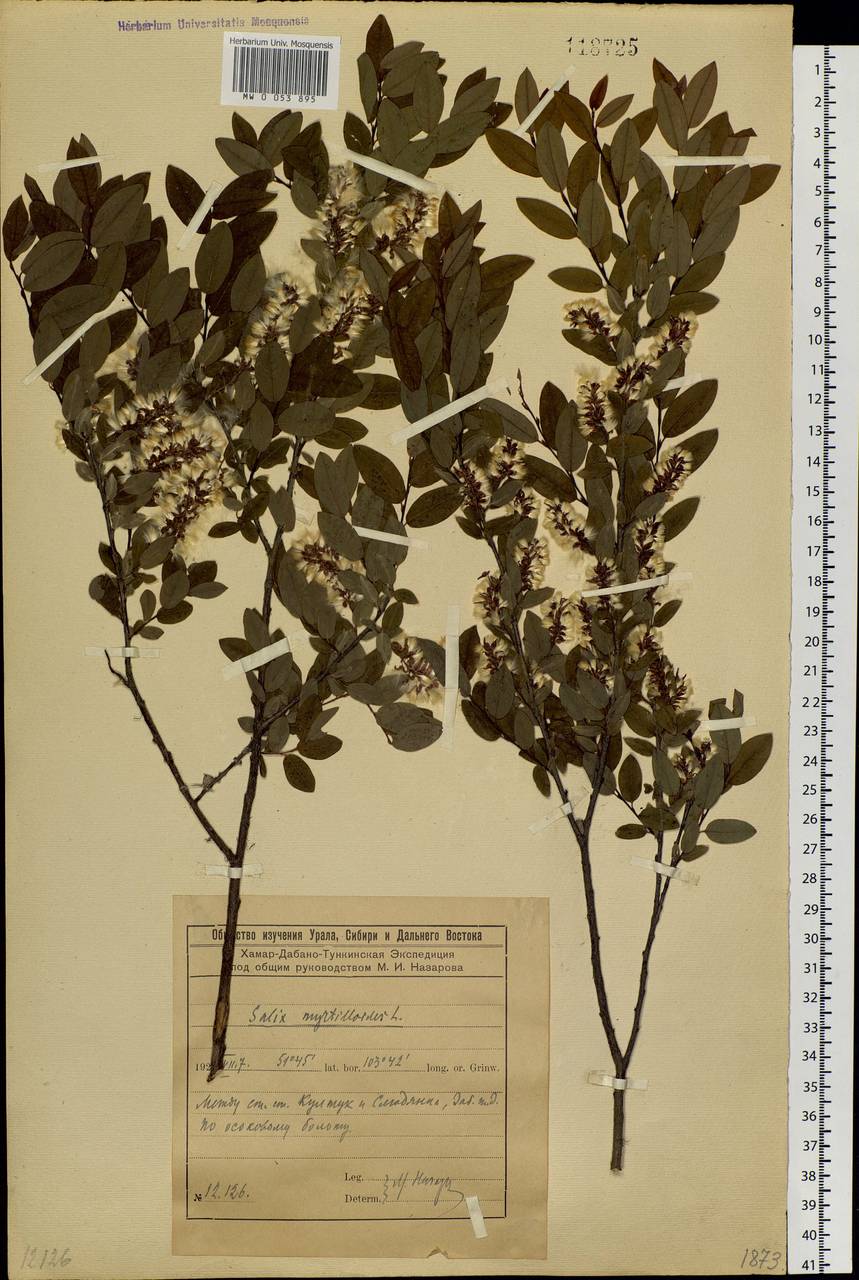Salix myrtilloides, Siberia, Baikal & Transbaikal region (S4) (Russia)