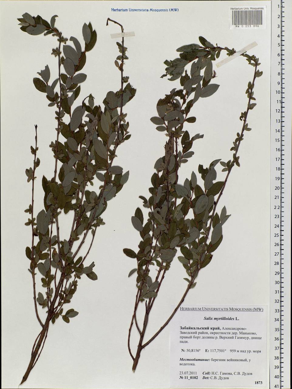 Salix myrtilloides L., Siberia, Baikal & Transbaikal region (S4) (Russia)