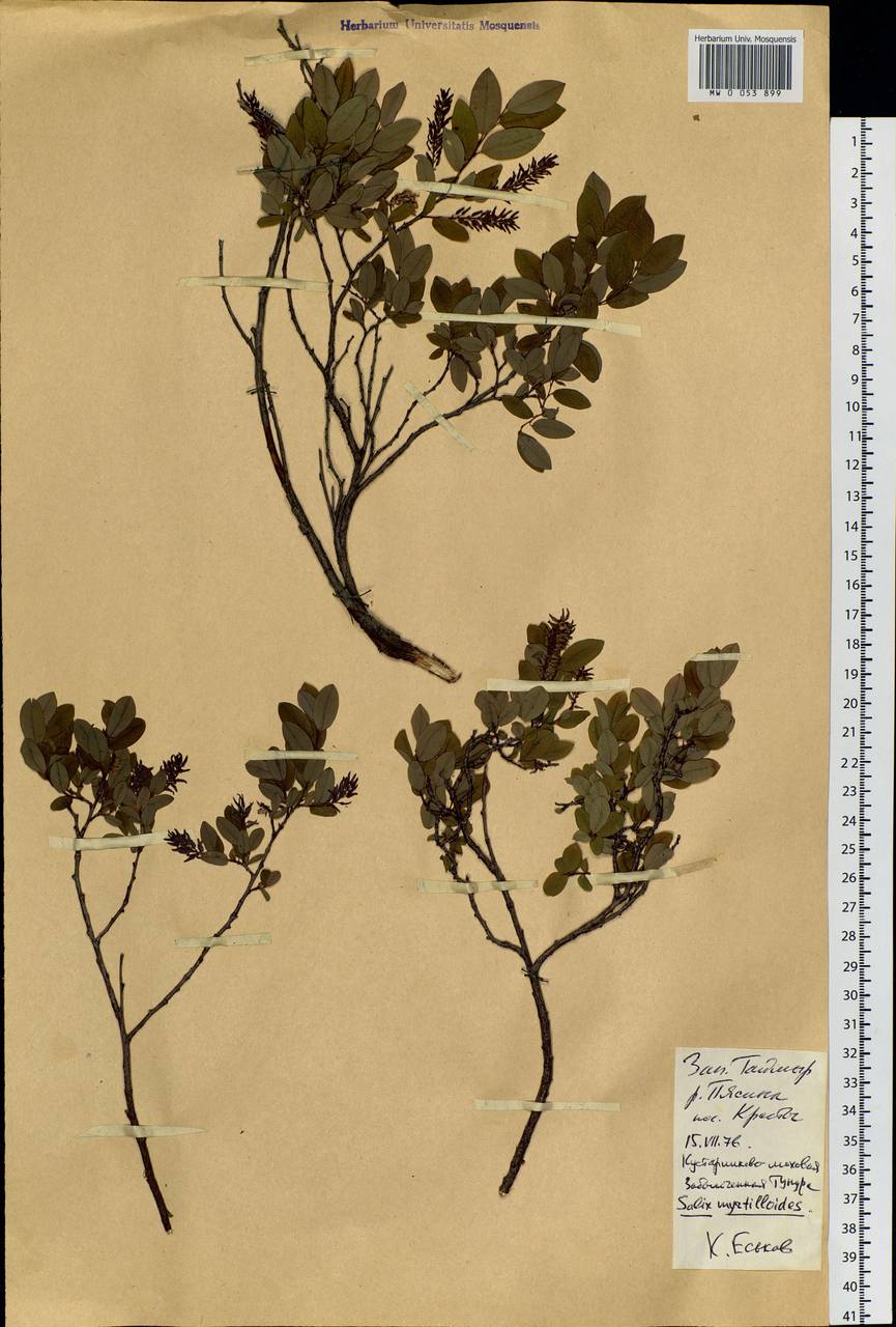 Salix myrtilloides L., Siberia, Central Siberia (S3) (Russia)