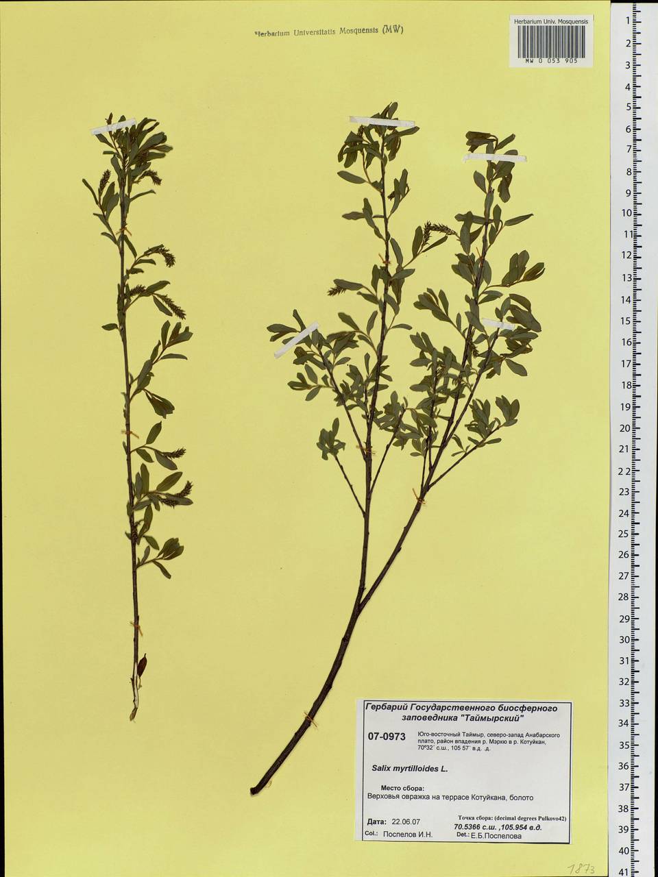 Salix myrtilloides L., Siberia, Central Siberia (S3) (Russia)