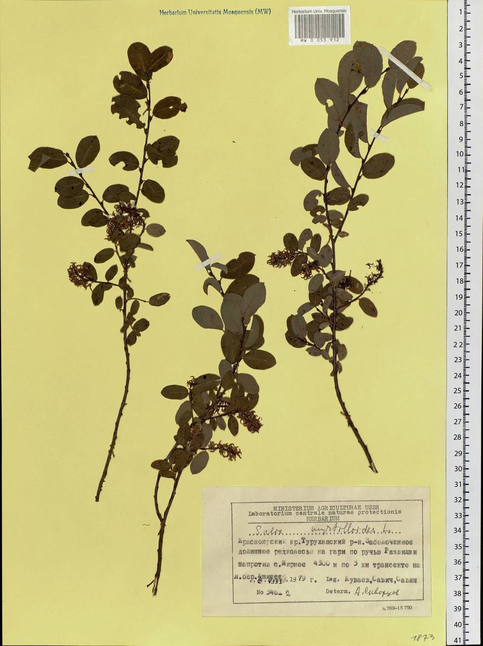 Salix myrtilloides, Siberia, Central Siberia (S3) (Russia)