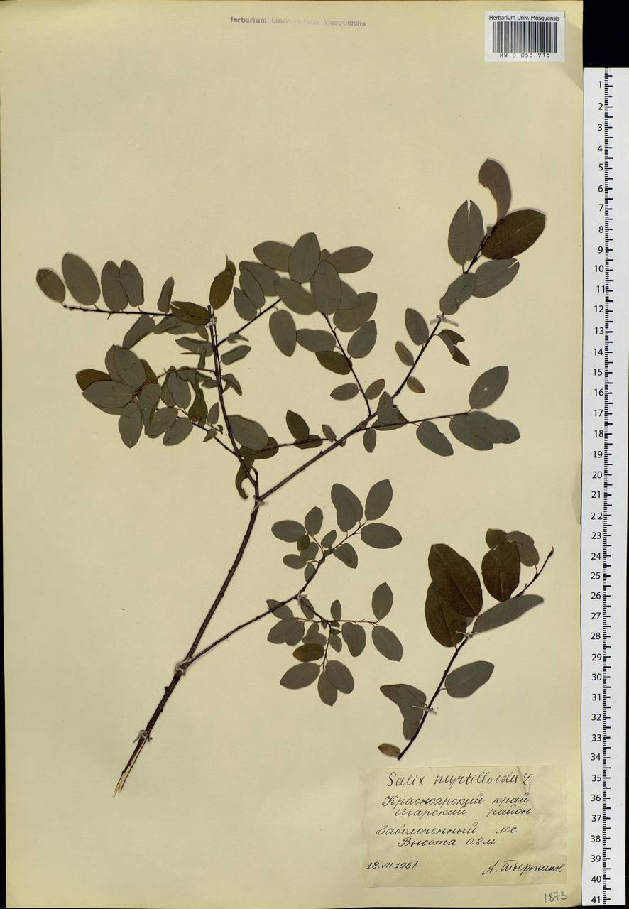 Salix myrtilloides, Siberia, Central Siberia (S3) (Russia)