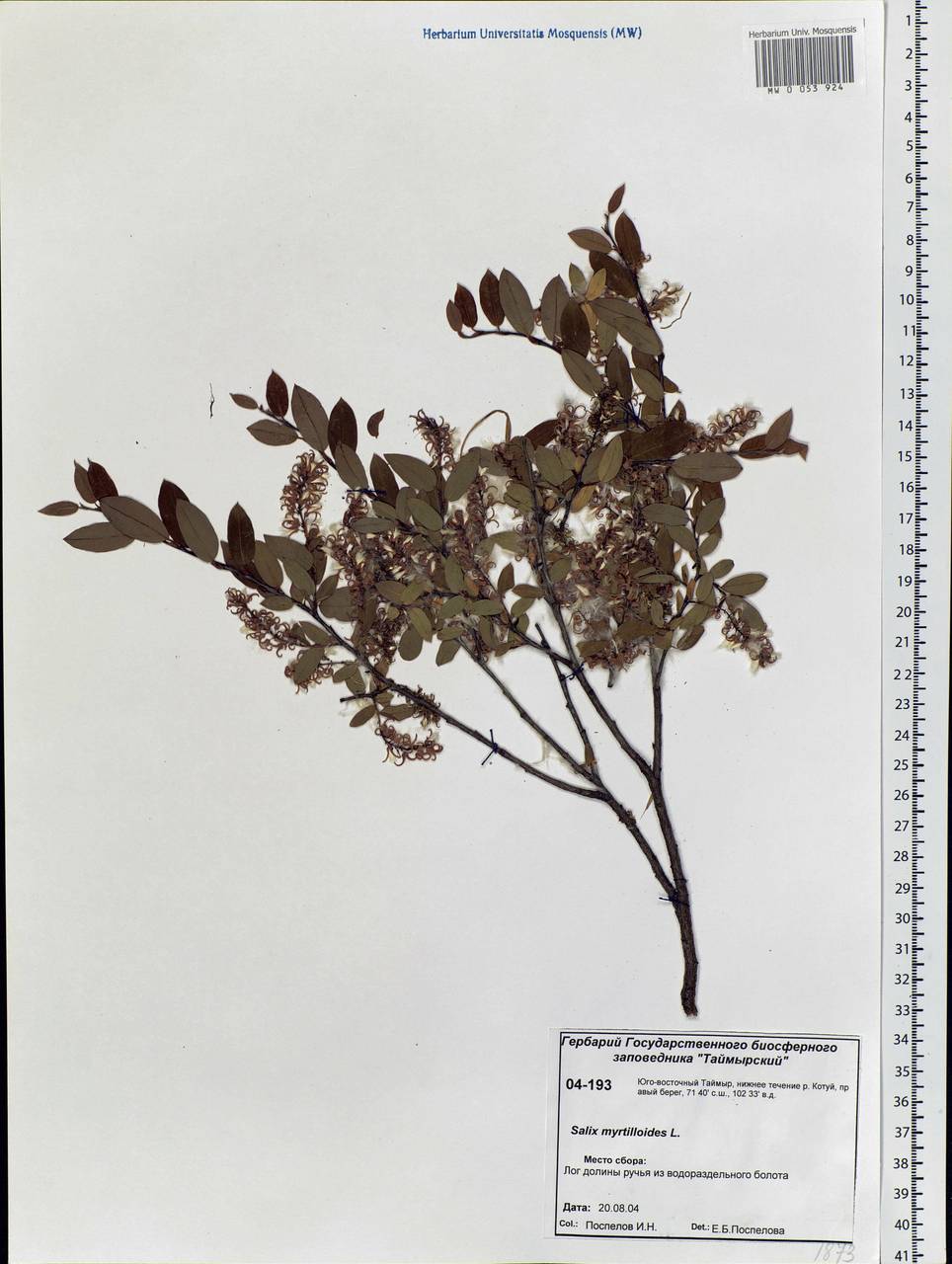 Salix myrtilloides L., Siberia, Central Siberia (S3) (Russia)