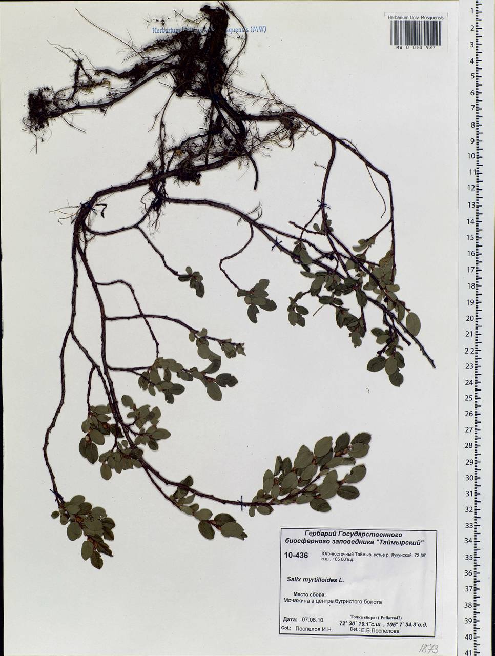 Salix myrtilloides L., Siberia, Central Siberia (S3) (Russia)