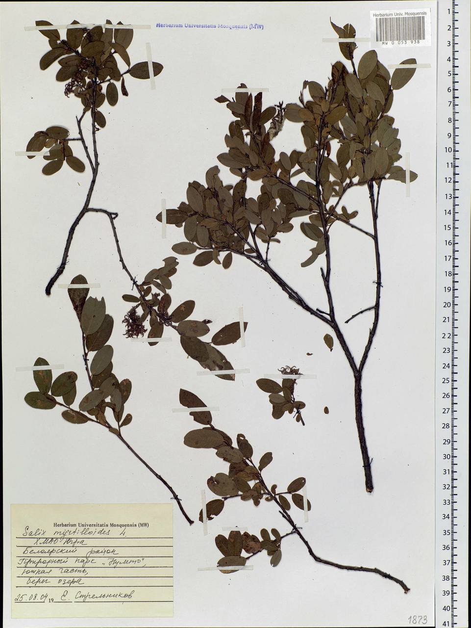 Salix myrtilloides, Siberia, Western Siberia (S1) (Russia)