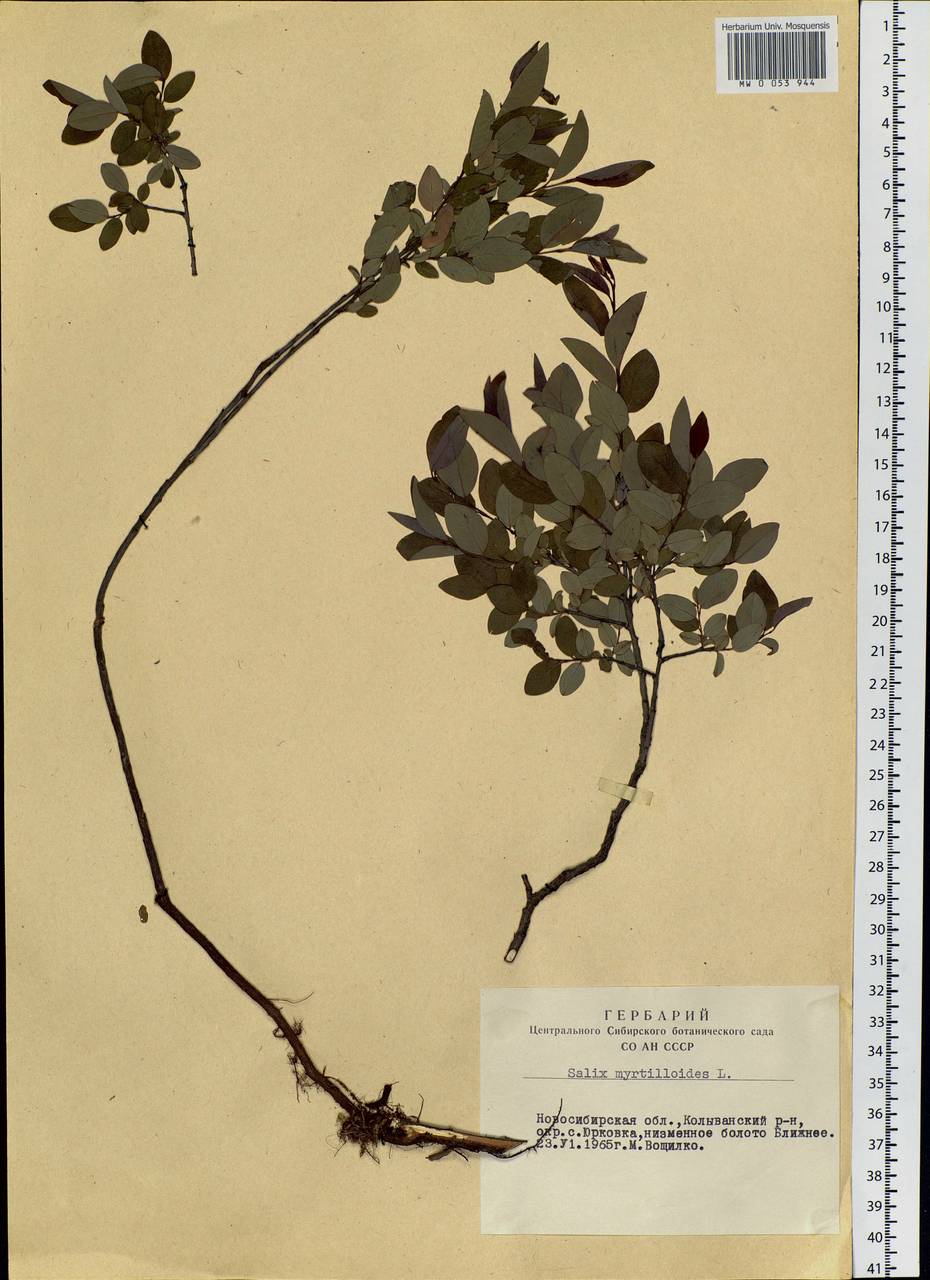 Salix myrtilloides, Siberia, Western Siberia (S1) (Russia)