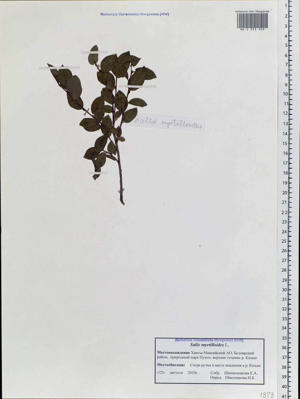 Salix myrtilloides, Siberia, Western Siberia (S1) (Russia)