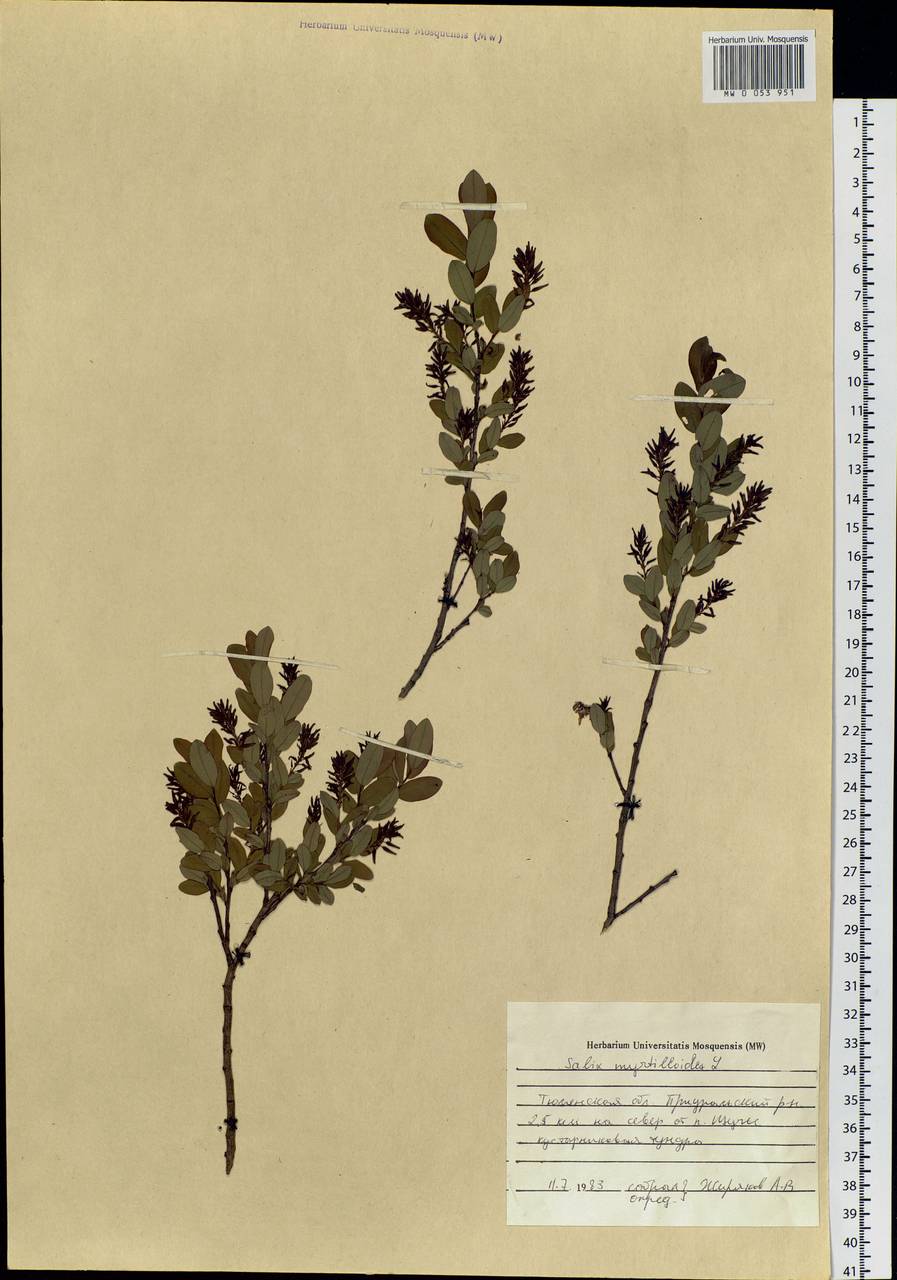 Salix myrtilloides, Siberia, Western Siberia (S1) (Russia)