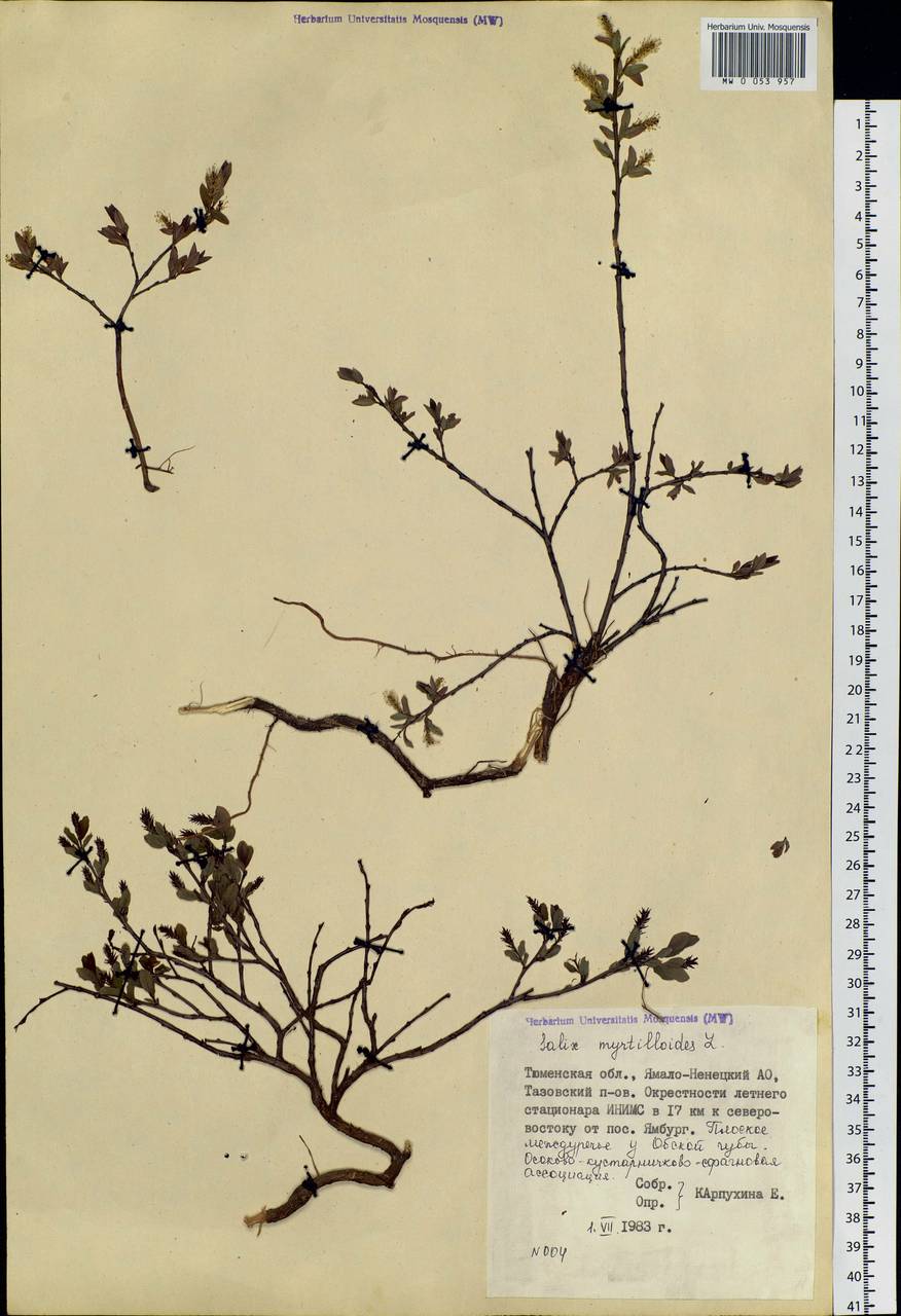Salix myrtilloides L., Siberia, Western Siberia (S1) (Russia)