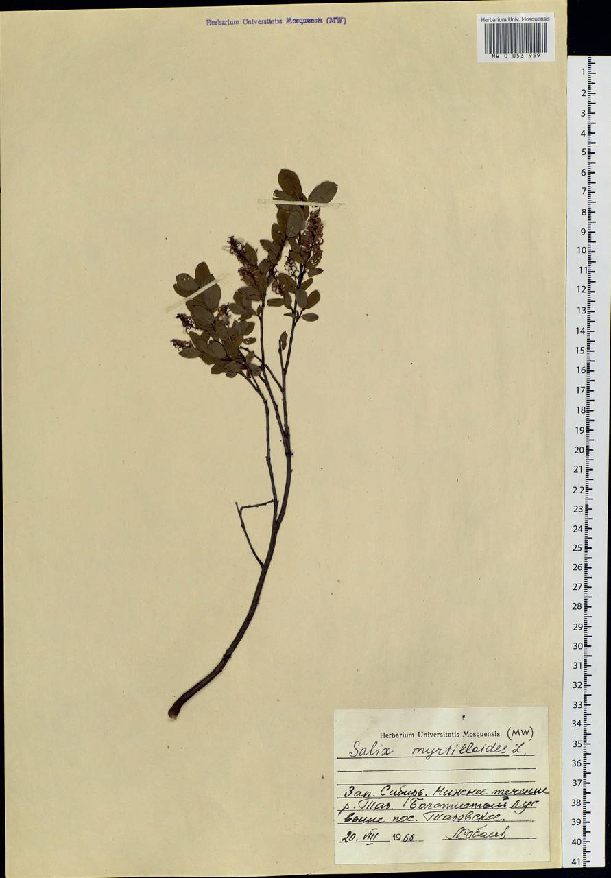 Salix myrtilloides L., Siberia, Western Siberia (S1) (Russia)
