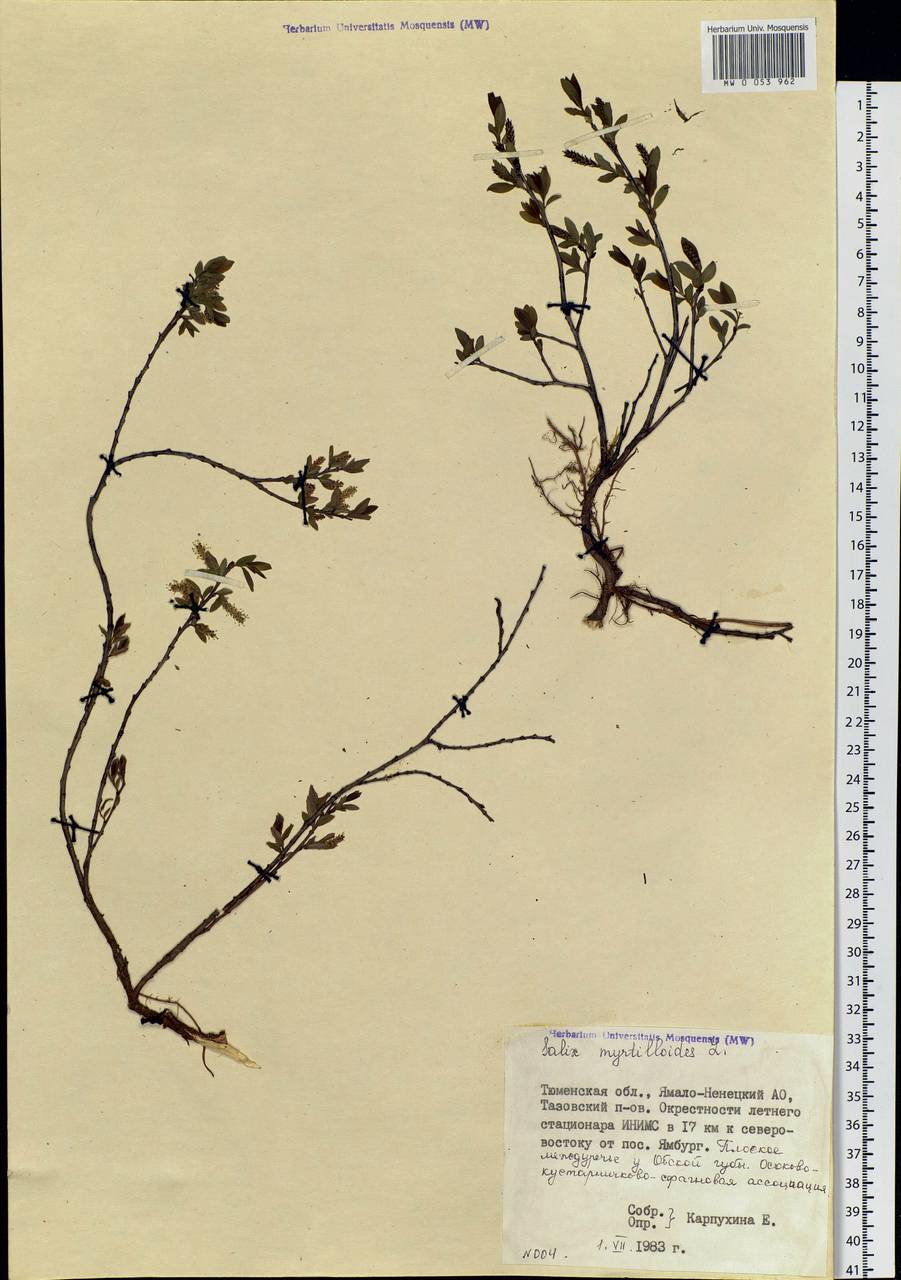 Salix myrtilloides, Siberia, Western Siberia (S1) (Russia)