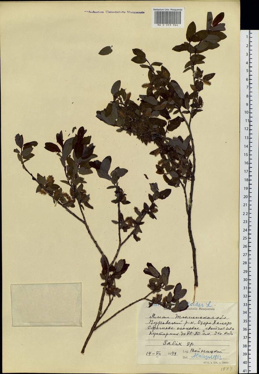 Salix myrtilloides, Siberia, Western Siberia (S1) (Russia)