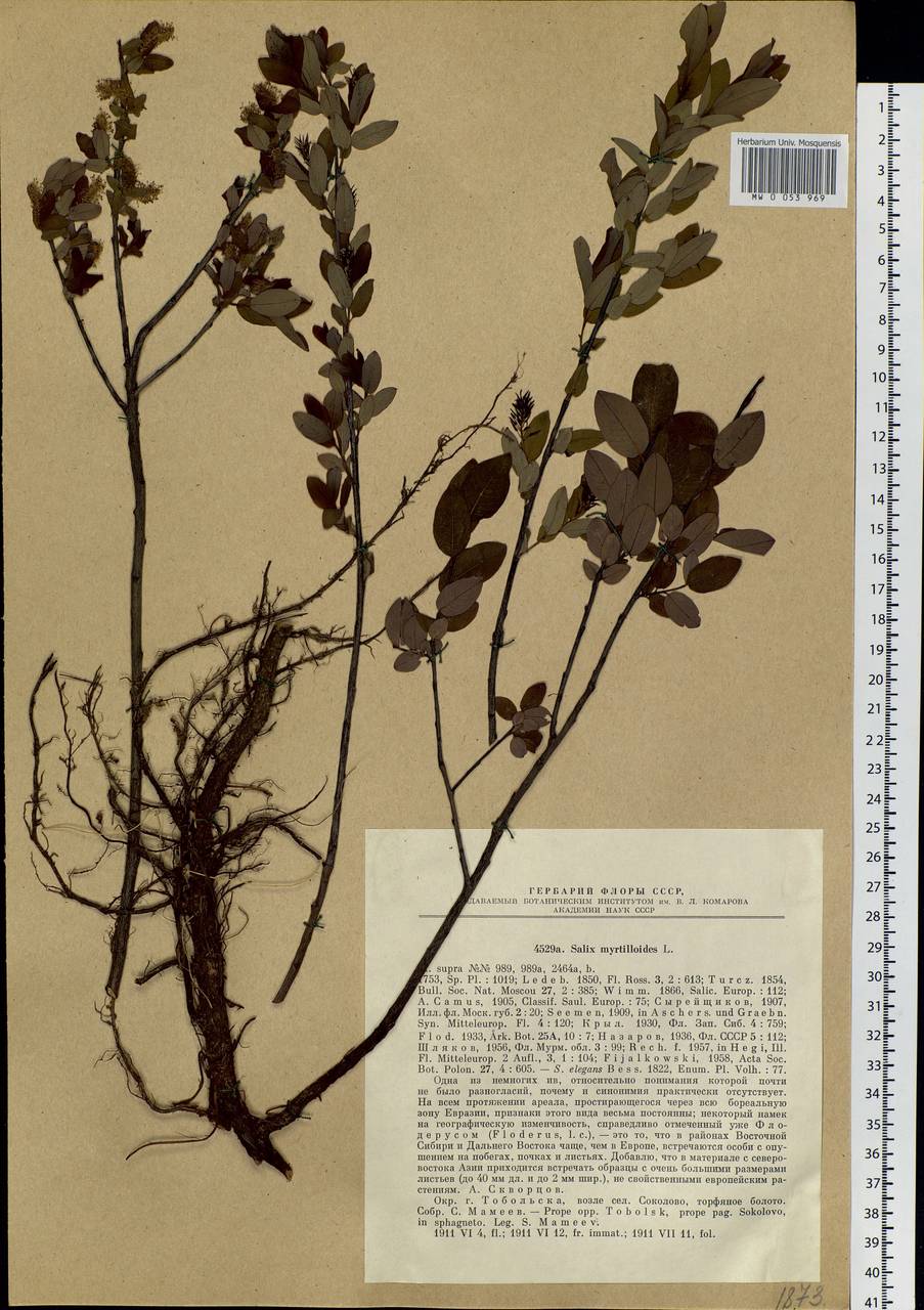 Salix myrtilloides, Siberia, Western Siberia (S1) (Russia)