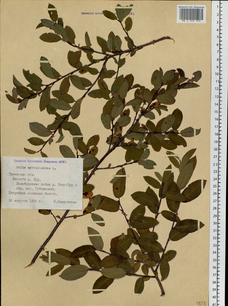 Salix myrtilloides L., Siberia, Western Siberia (S1) (Russia)