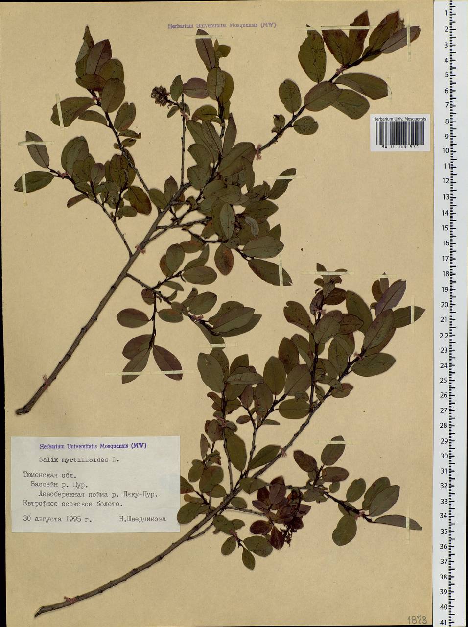 Salix myrtilloides, Siberia, Western Siberia (S1) (Russia)