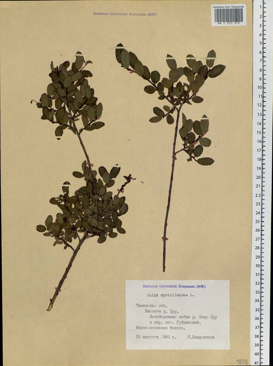 Salix myrtilloides L., Siberia, Western Siberia (S1) (Russia)