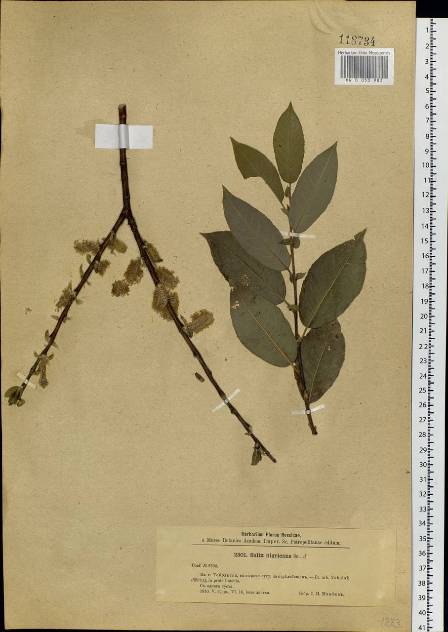 Salix myrsinifolia Salisb., Siberia, Western Siberia (S1) (Russia)