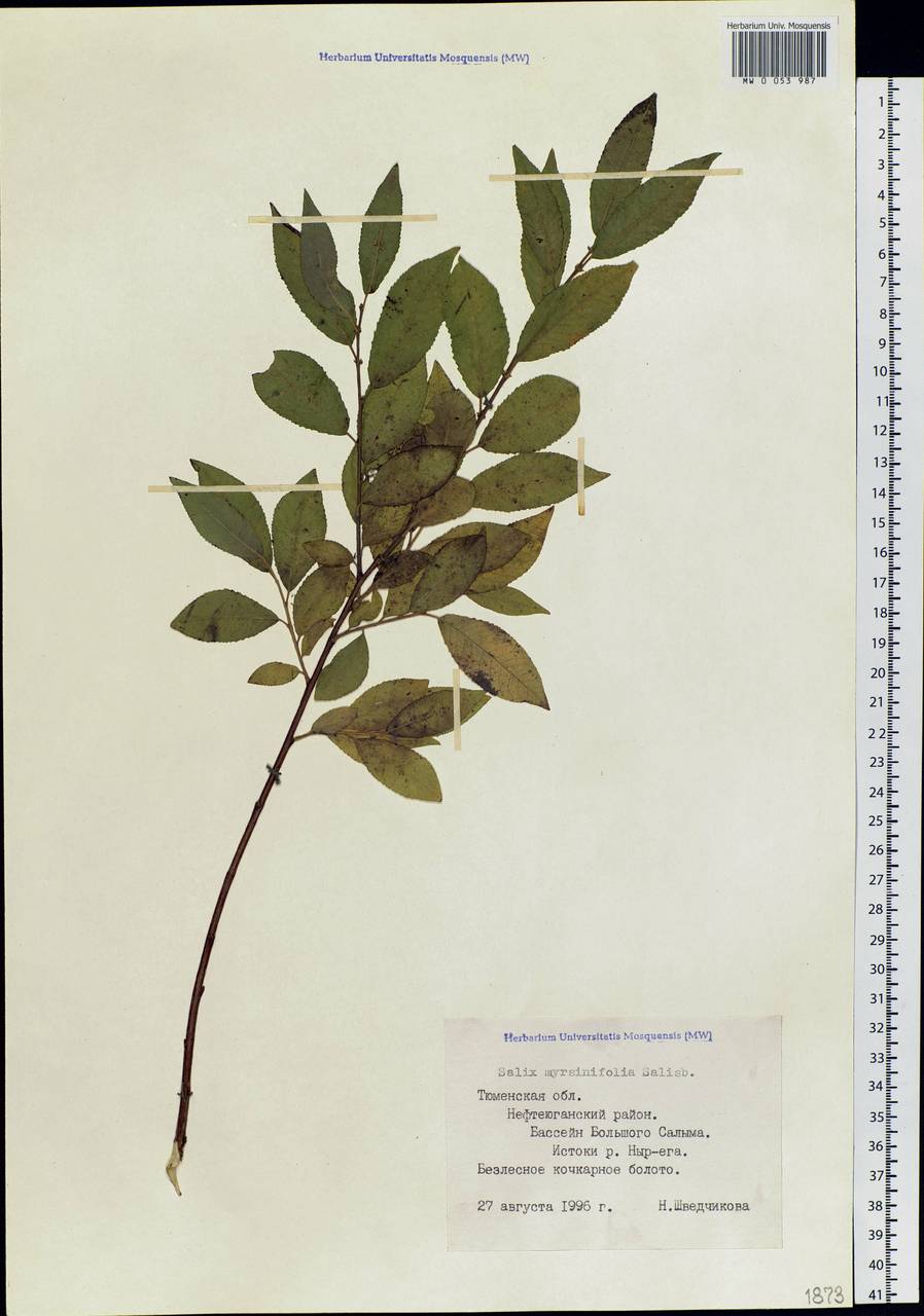 Salix myrsinifolia, Siberia, Western Siberia (S1) (Russia)