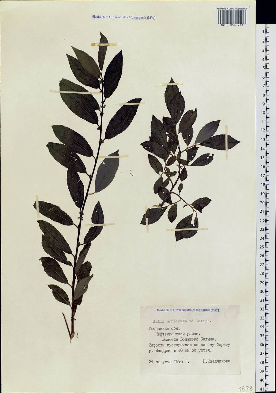 Salix myrsinifolia, Siberia, Western Siberia (S1) (Russia)