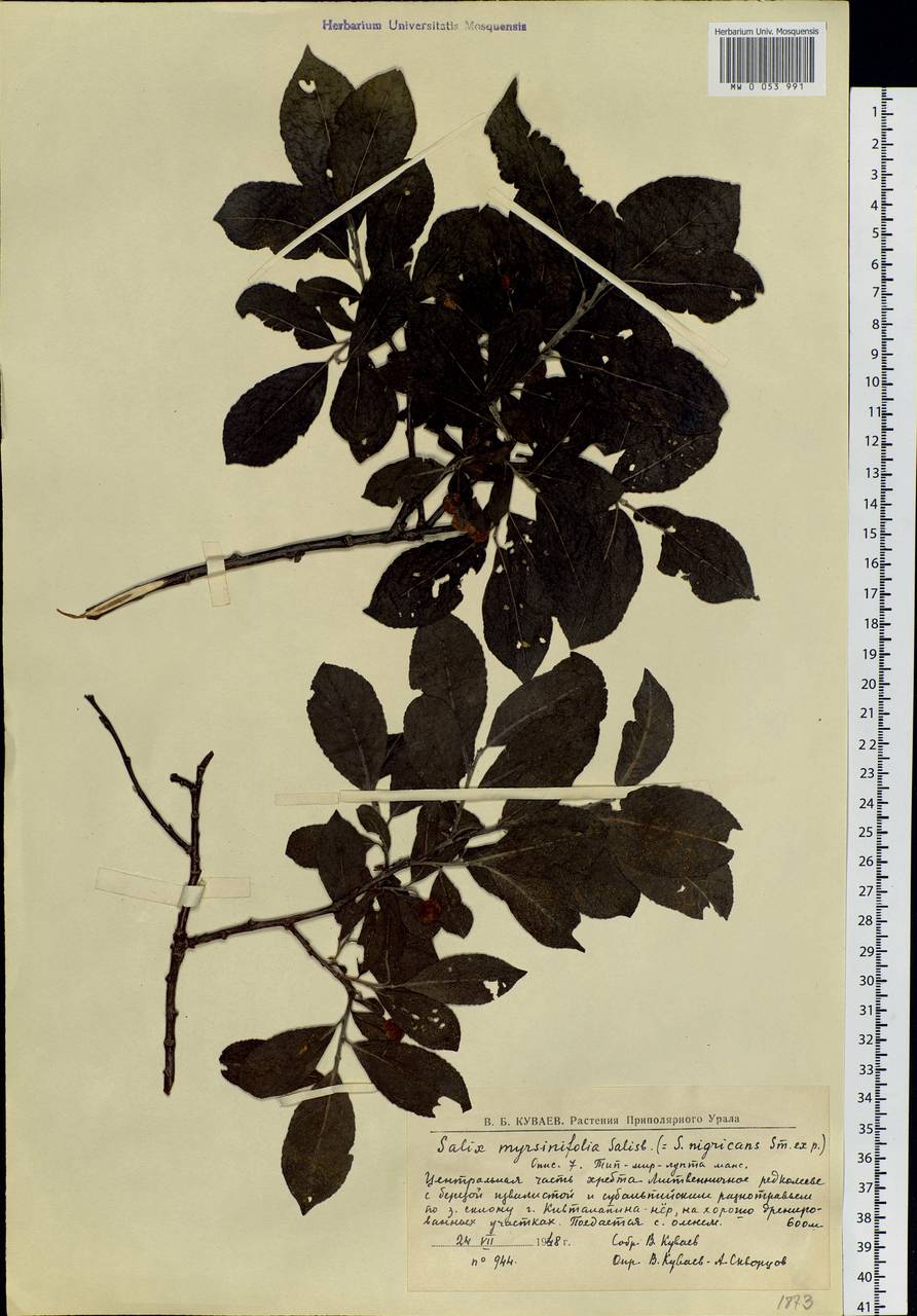 Salix myrsinifolia, Eastern Europe, Northern region (E1) (Russia)