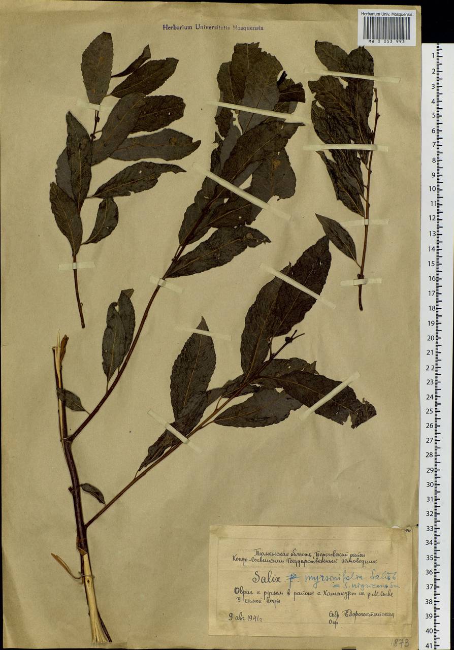 Salix myrsinifolia, Siberia, Western Siberia (S1) (Russia)