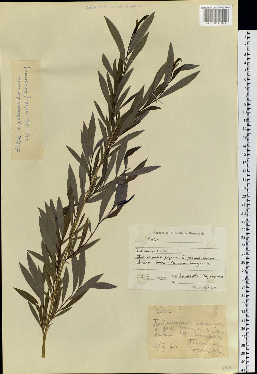 Salix miyabeana Seemen, Siberia, Baikal & Transbaikal region (S4) (Russia)