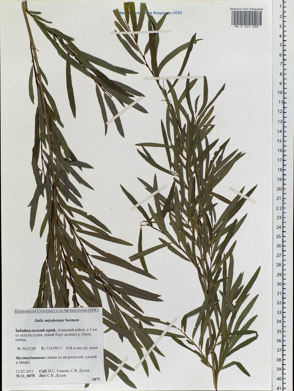 Salix miyabeana Seemen, Siberia, Baikal & Transbaikal region (S4) (Russia)
