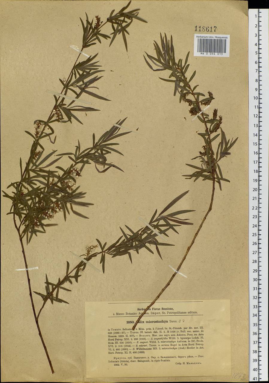 Salix microstachya Turcz. ex Trautv., Siberia, Baikal & Transbaikal region (S4) (Russia)