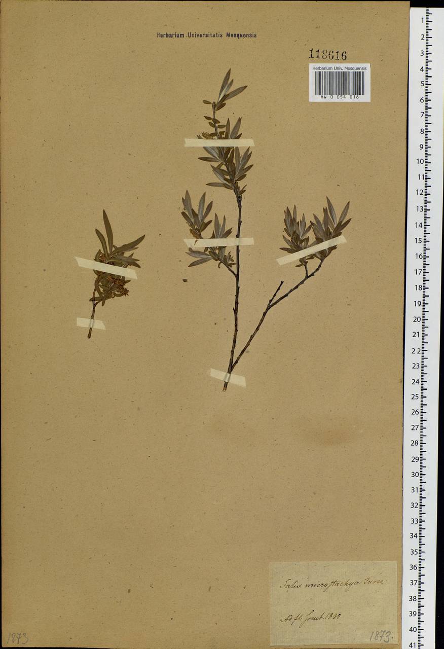 Salix microstachya Turcz. ex Trautv., Siberia, Baikal & Transbaikal region (S4) (Russia)