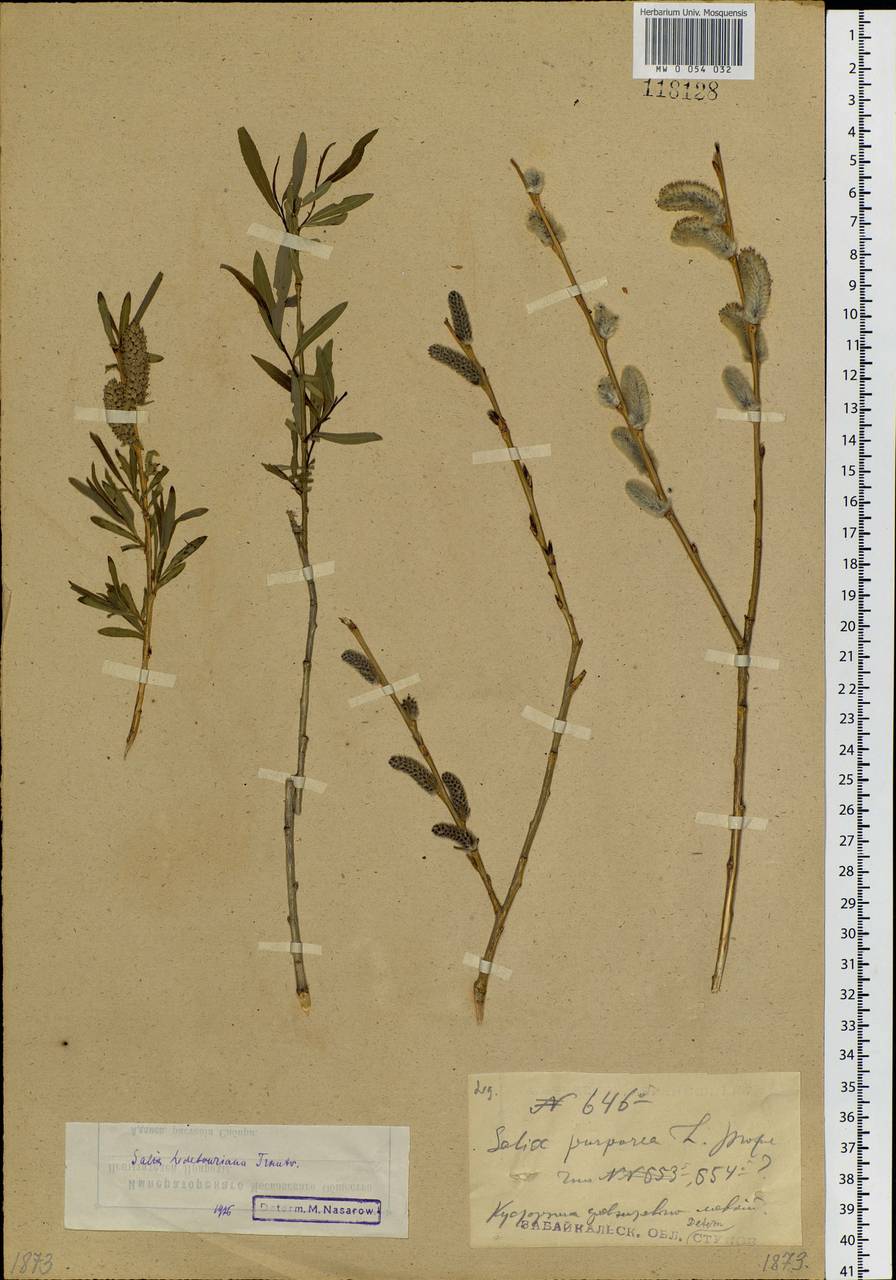 Salix ledebouriana Trautv., Siberia, Baikal & Transbaikal region (S4) (Russia)