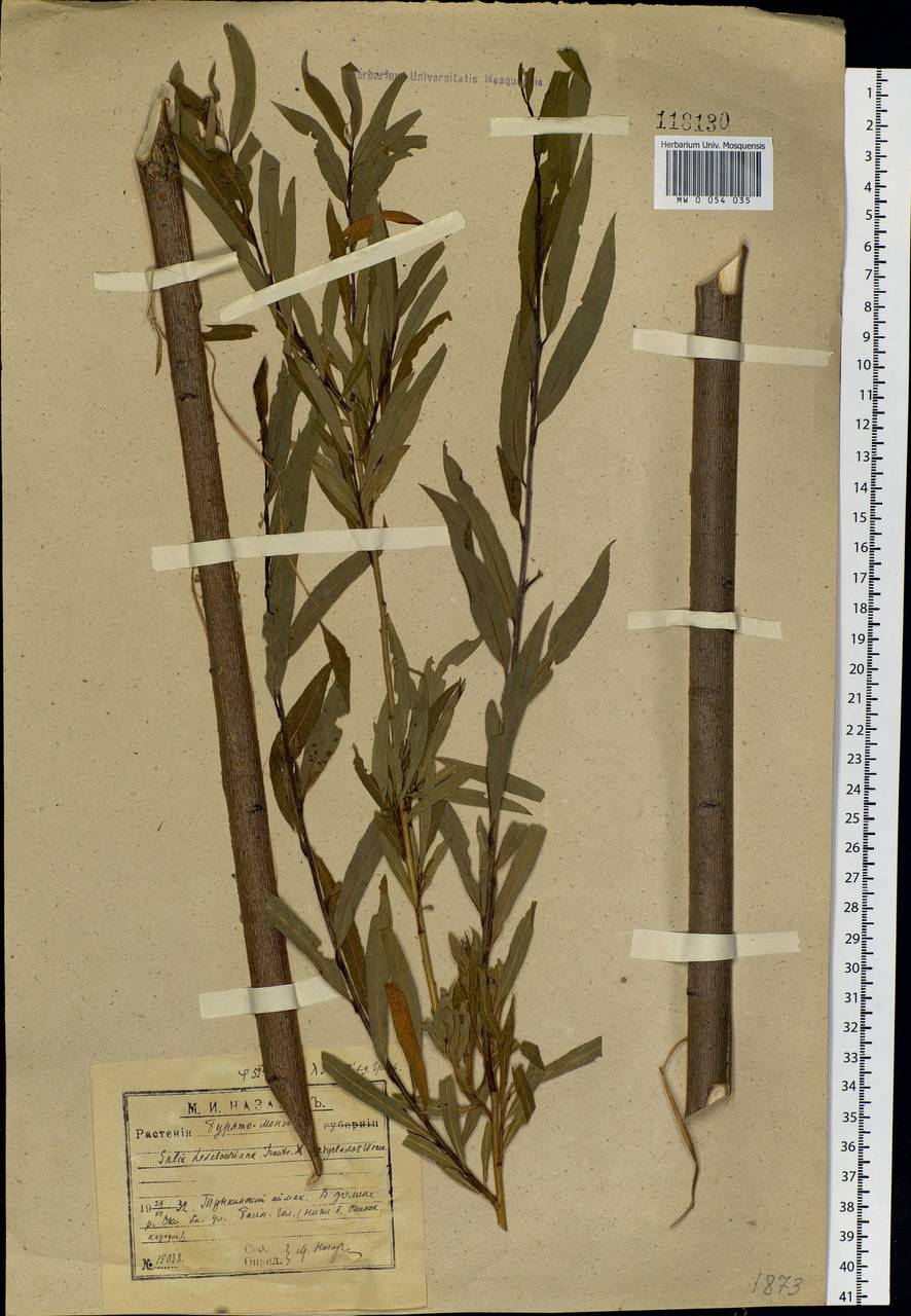 Salix ledebouriana Trautv., Siberia, Baikal & Transbaikal region (S4) (Russia)
