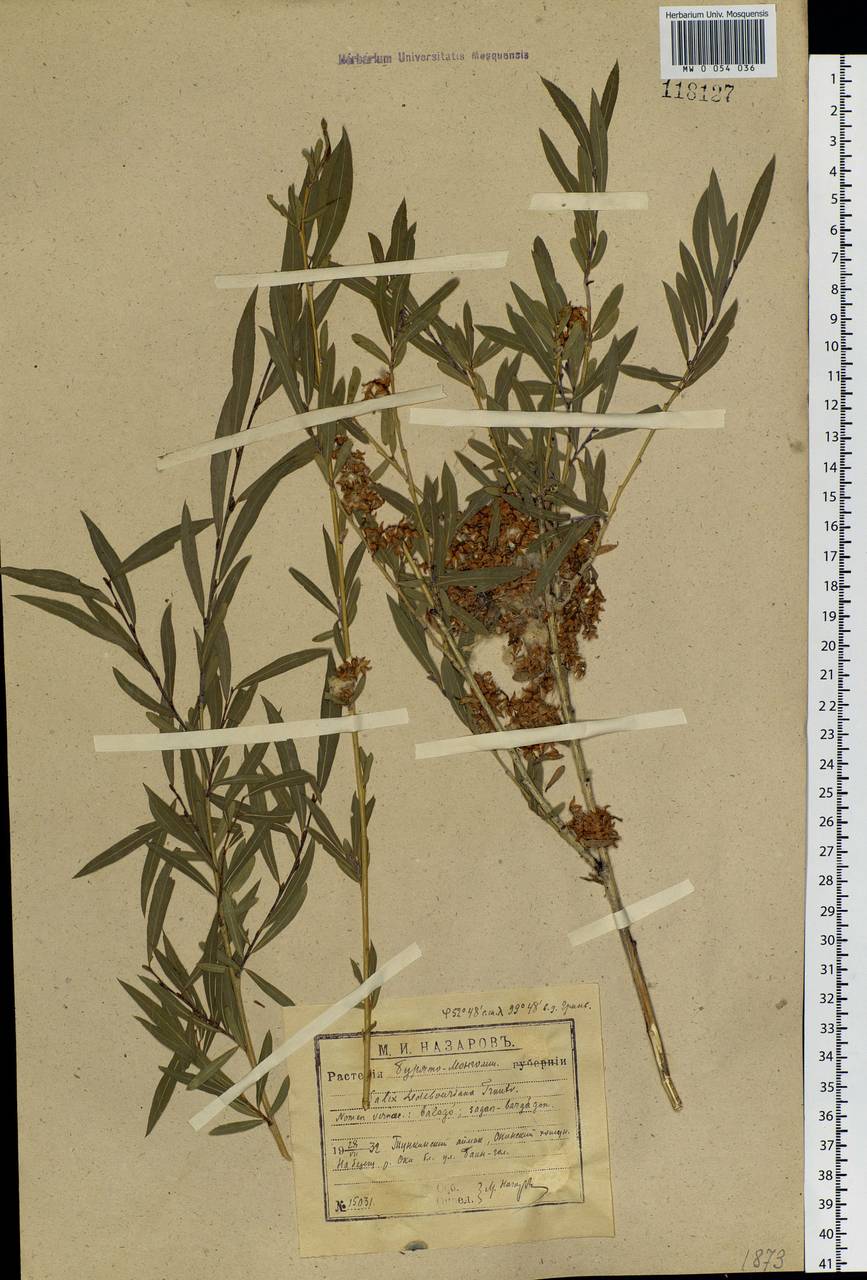 Salix ledebouriana Trautv., Siberia, Baikal & Transbaikal region (S4) (Russia)