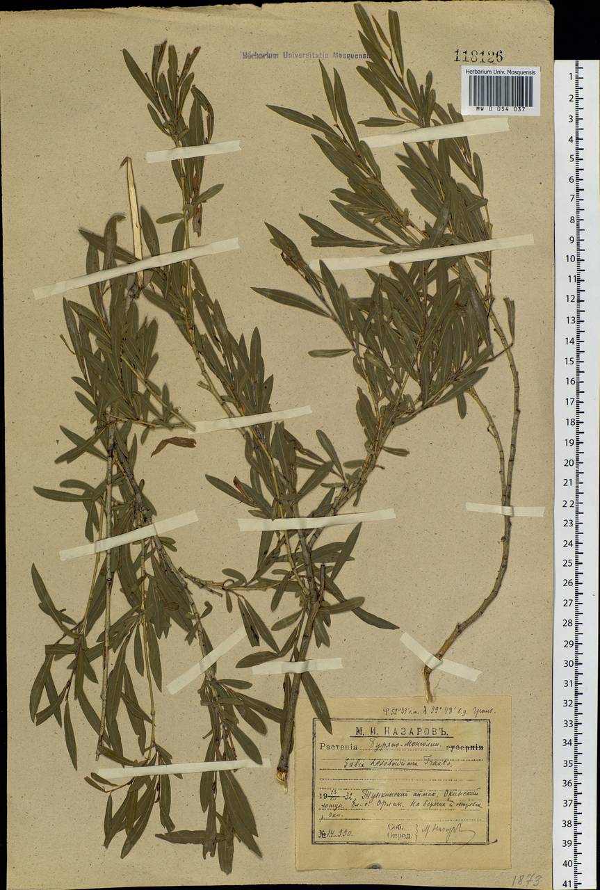 Salix ledebouriana Trautv., Siberia, Baikal & Transbaikal region (S4) (Russia)