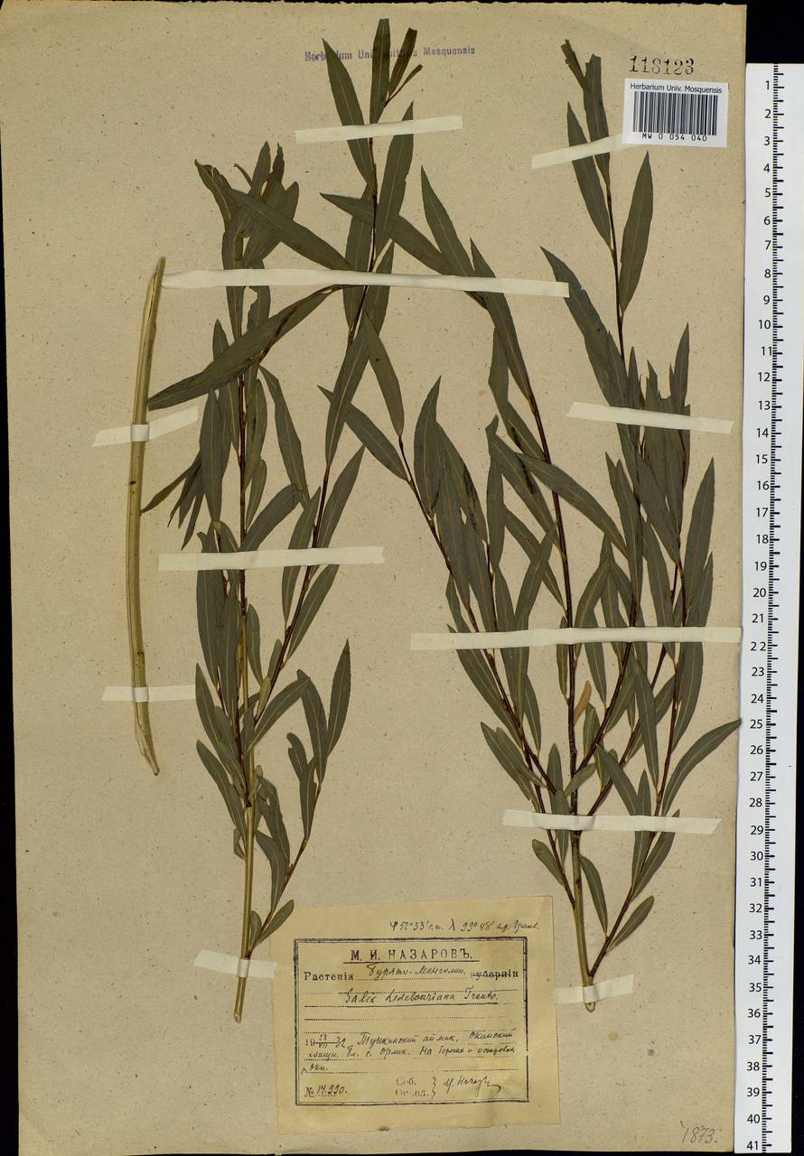 Salix ledebouriana Trautv., Siberia, Baikal & Transbaikal region (S4) (Russia)