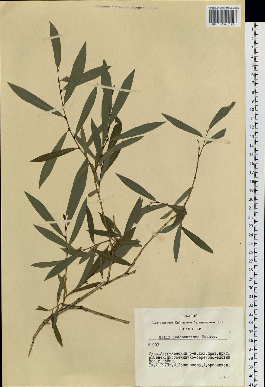 Salix ledebouriana Trautv., Siberia, Altai & Sayany Mountains (S2) (Russia)