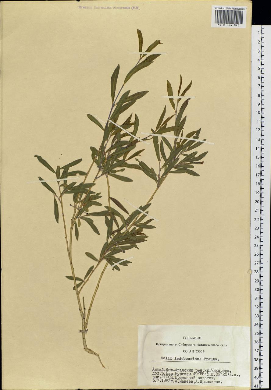 Salix ledebouriana Trautv., Siberia, Altai & Sayany Mountains (S2) (Russia)