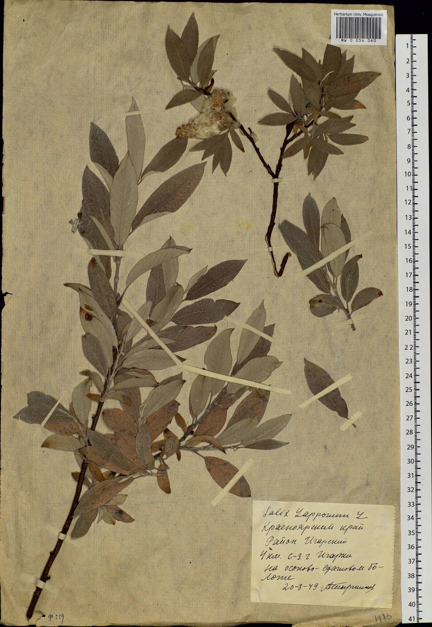 Salix lapponum L., Siberia, Central Siberia (S3) (Russia)