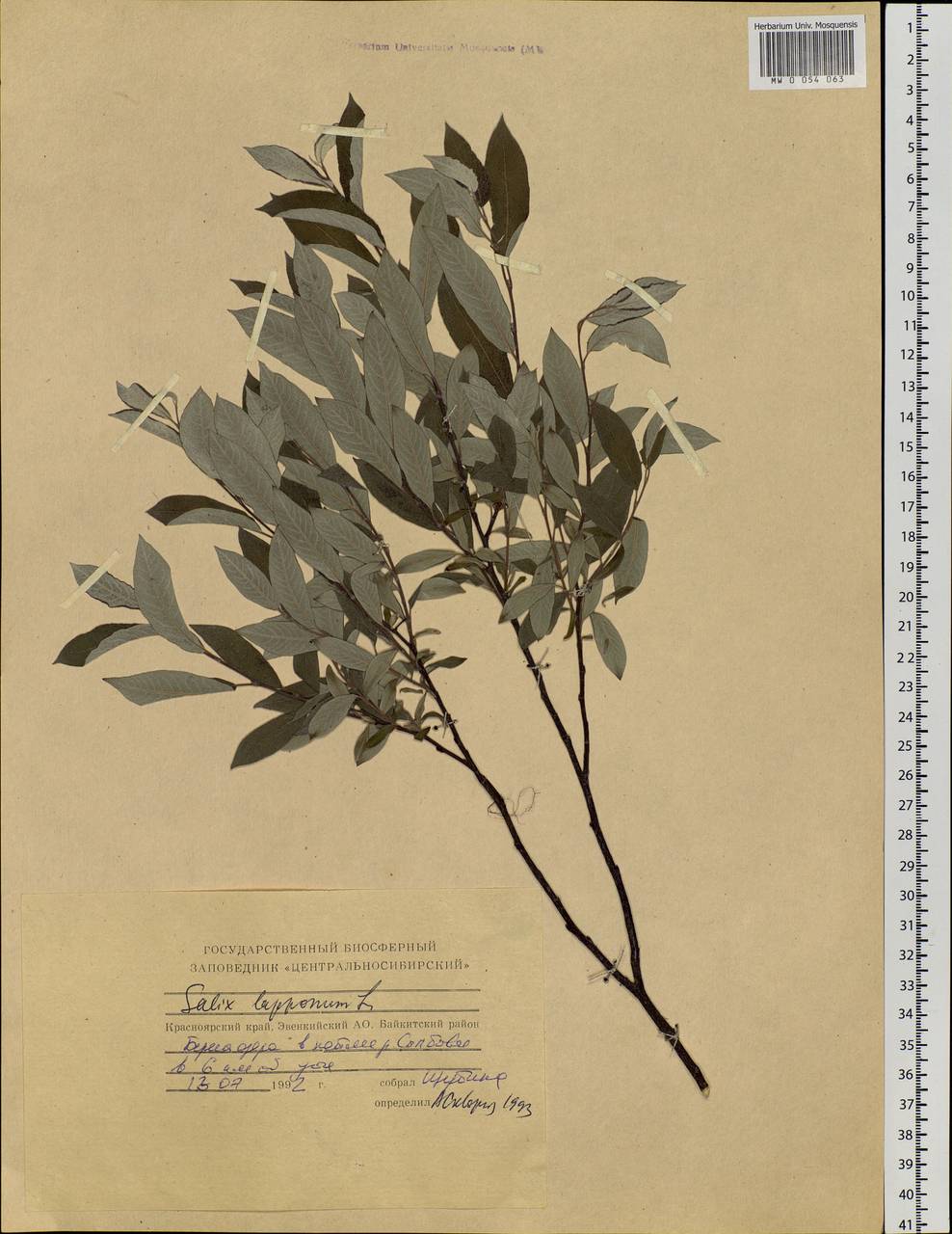 Salix lapponum, Siberia, Central Siberia (S3) (Russia)