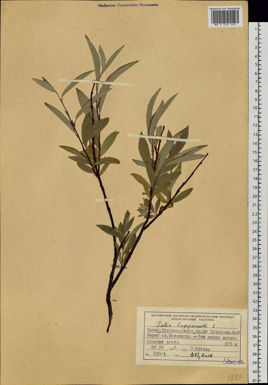 Salix lapponum L., Siberia, Central Siberia (S3) (Russia)
