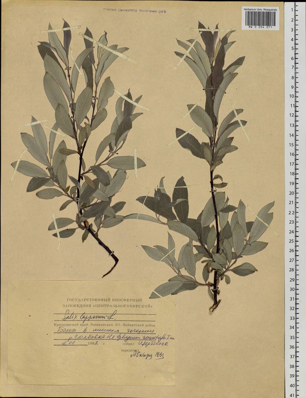 Salix lapponum, Siberia, Central Siberia (S3) (Russia)