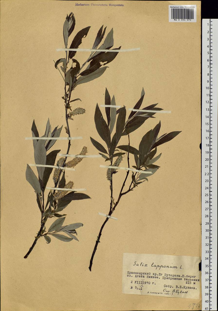 Salix lapponum L., Siberia, Central Siberia (S3) (Russia)