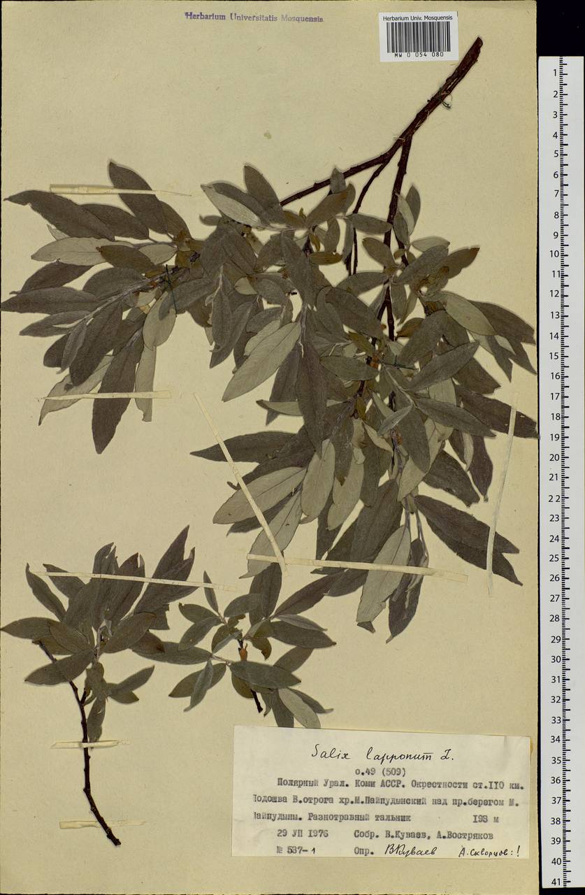 Salix lapponum, Siberia, Western Siberia (S1) (Russia)